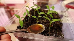 Рассада перца из хилой в толстенькую за 3 дня. Первая подкормка для молодой рассады перца.