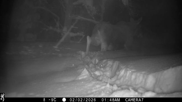 Лось в Керженском заповеднике.