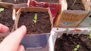 Обзор рассады высокорослых томатов 10 марта 26 года.