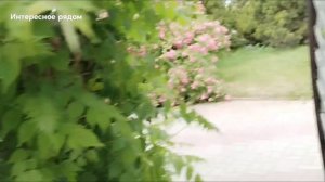 Розы в Геленджике