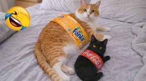 Когда кошки ведут себя уморительно драматично. Лучшие кошачьи моменты 2026