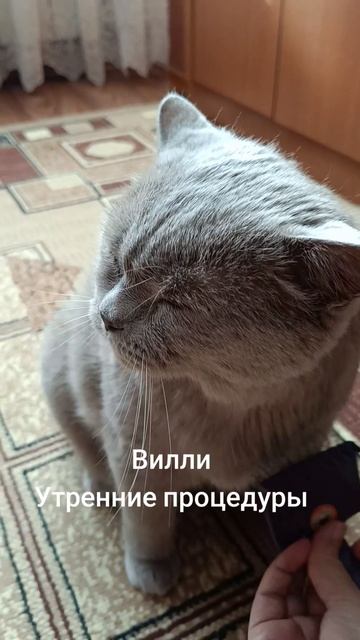 Прическа Вилли