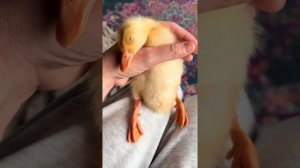 Милые уточки