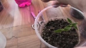 Рассада перцев 10 марта