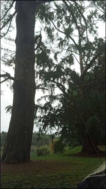 Немного о дендрологическом парке Шекветили (Грузия) 16.07.2025