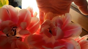 Единственный мужчина) Мои цветочки)