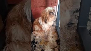 Гарри ПоВтер☺️🐶