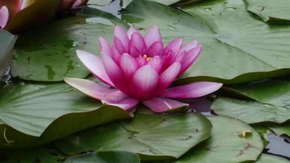 Лилия+Шашлова  #молодостьздоровье #здоровьесосудов