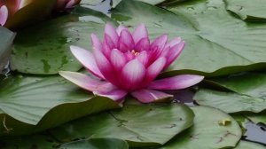 Лилия+Шашлова  #молодостьздоровье #здоровьесосудов