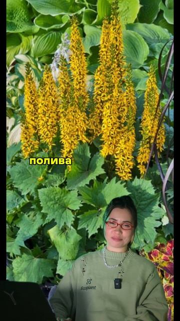 Если в саду тень — ПОСАДИТЕ ЭТО 🌾 ✨