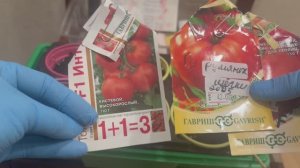 Сею томаты для теплицы.