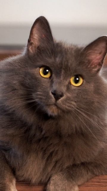 Если у тебя тоже абьюзивные отношения с котом🐈⬛, ты можешь проработать их на Novex.ru😉