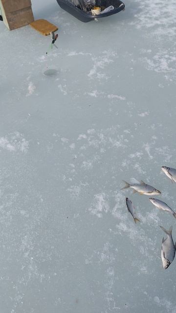 Рыбалка на Лохово10марта(начало).