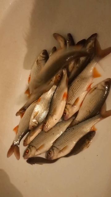 Мое 8 марта на рыбалке, закрытие зимнего сезона и открытие весеннего.