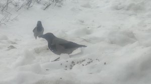 10 марта. вороны ждали  меня пока не выйду...