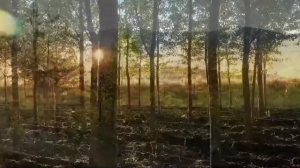 Успокаивающая музыка для нервов 🌿 лечебная музыка для сердца и сосудов, релакс, музыка для души