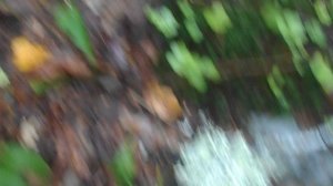 138 2019.08.19._13.38.46 Манька и неизвестный гриб.