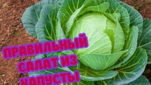 Самый правильный капустный салат 🥗🥗🥗