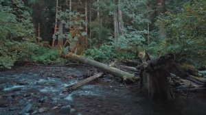 Расслабляющая прогулка под дождем у озера Кресент в национальном парке.