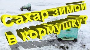 Можно ли давать сахарный песок пчёлам зимой? / Отвечает профессор Кашковский
