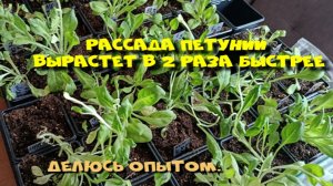 Рассада петунии вырастет в 2 раза быстрее, если сделать так...