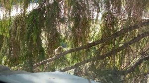 Воробей просыпается