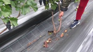 Прореживание кустов винограда.