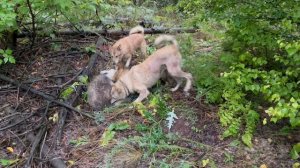 Встреча  с барсуком