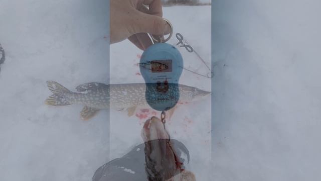 Сегодня порыбачил на Жерлицы🎣 Было 5 сработок. Хорошо провел время в свой 1 день отпуска.