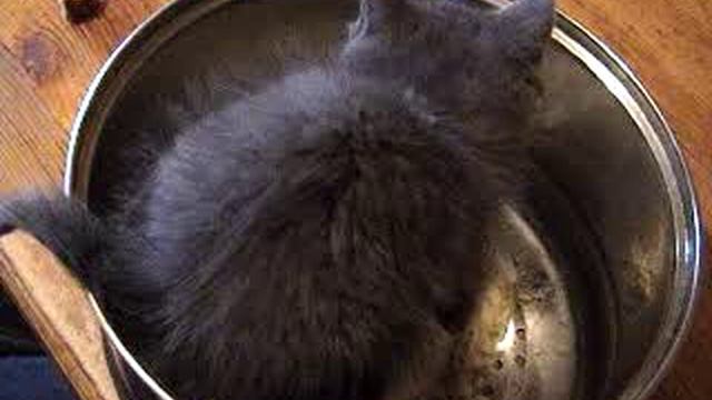 Котенок добывает и ест  рыбку прямо в кастрюле.