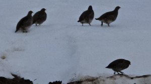 Куропатки за домом