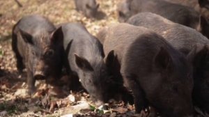 Большой сборник как говорят животные