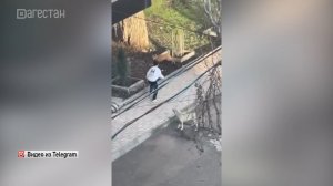 Стая бездомных собак напала на ребенка в Буйнакске