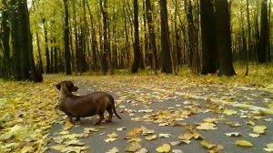 094 2018.10.16_09.24.56 Манька и листопад.