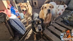 Первая кипер-поездка к тёте Оле с помощью для неё и хвостатых питомцев !