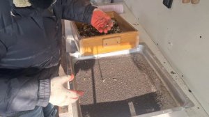 Отбор Личинки Восковой моли и Отсев ПЖВМ. Зима самое время.