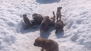 ИМПЕРИЯ ТИТАНОВ.ПОМЁТ НА БУКВУ«П»ДАТА РОЖДЕНИЯ 20.01.2026г.ПОСМОТРИТЕ КАК МАФИЯ ИГРАЕТ С МАЛЫШАМИ.