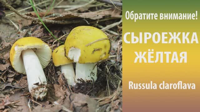 Обратите внимание! Сыроежка жёлтая.