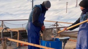 Запуск форели