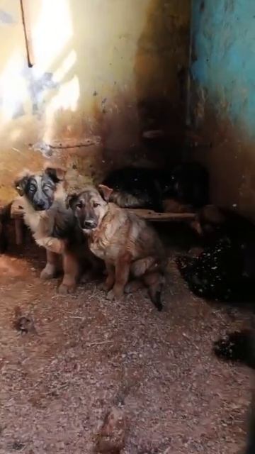 SOS!!! Срочно! 

Посмотрите в их глаза, услышьте их крик..Они кидаются к людям за помощью, они ждут