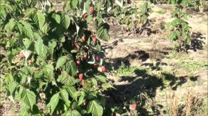 Cадовый питомник ПРЕССИНГ, сентябрь 2014