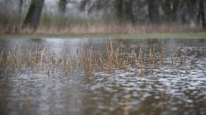 Поиски пропавших в Звенигороде детей осложнились из-за резкого потепления