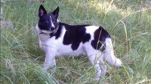 060. Жанна Сипапина. Памяти Вильямушки