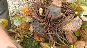 Посадка и пересадка нимфеи,кувшинки в контейнер.