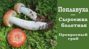 Поплавуха  -  Сыроежка болотная. Russula paludosa. Прекрасный гриб!