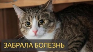 Забрала болезнь (Мистическая история, кошка, домашнее животное)