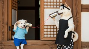 Весь дом ходуном! Время игр щенков чиндок 🐕�