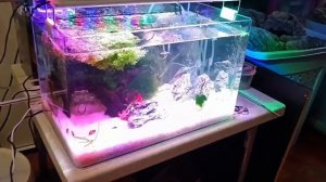 🎉 Премиальный мини‑аквариум в подарок на 5‑летие: сюрприз для маленькой любительницы рыбок! 🐠