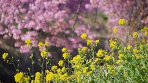 🌿🌸🌸🌸🌸🌿