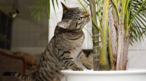 Ветеринар объяснила опасность комнатных растений в доме с кошками